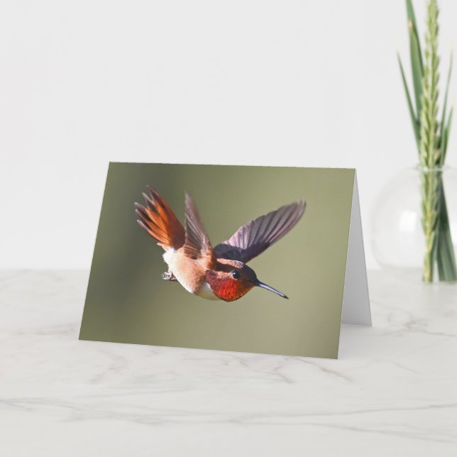 Rufous Hummingbird im Flug Karte (Vorderseite)