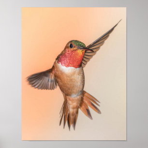 Rufous Hummingbird in einer Atemberaubenden Pose Poster