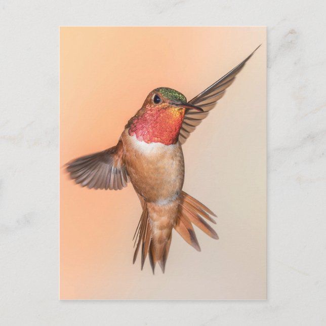 Rufous Hummingbird in einer Atemberaubenden Pose Postkarte (Vorderseite)