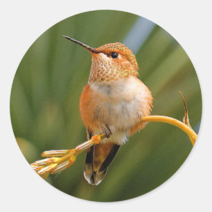 Rufous Hummingbird in Erholung Runder Aufkleber