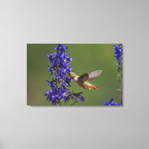 Rufous Hummingbird Leinwanddruck