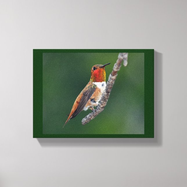 Rufous Hummingbird Leinwanddruck (Vorderseite)