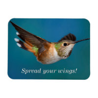 Rufous Hummingbird