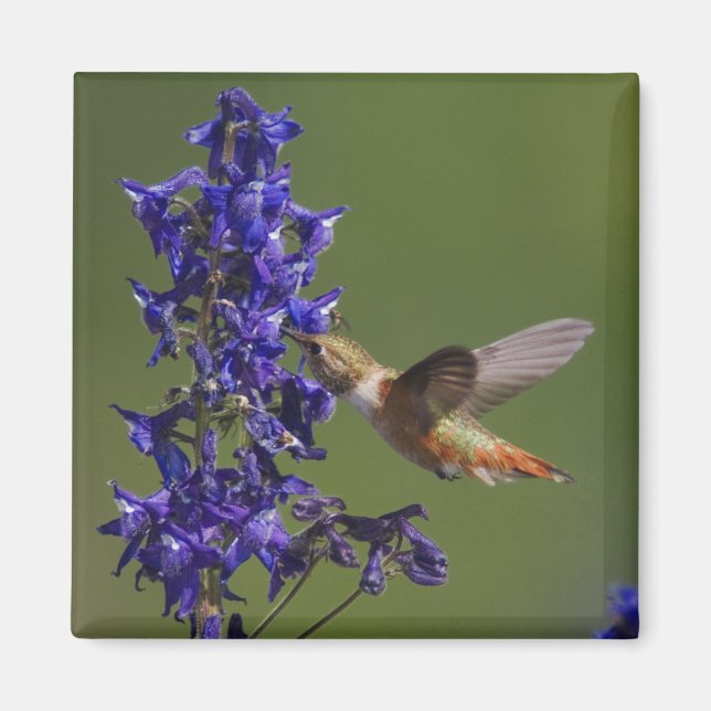 Rufous Hummingbird Magnet (Vorne)