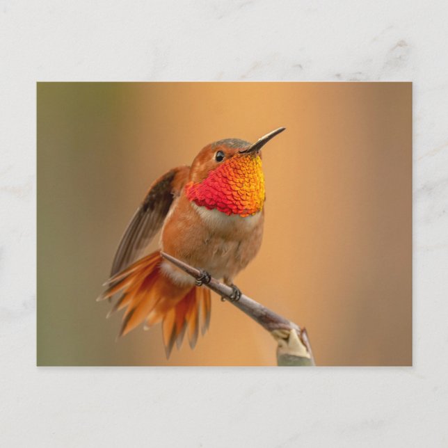 Rufous Hummingbird mit Ruffled Feathers Postkarte (Vorderseite)