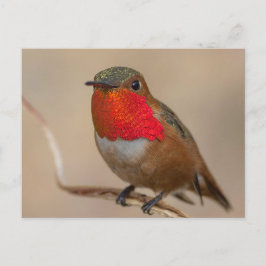 Rufous Hummingbird mit spektakulärem Orange Throat Postkarte