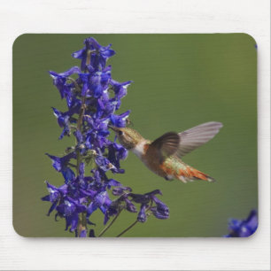 Rufous Hummingbird Mousepad
