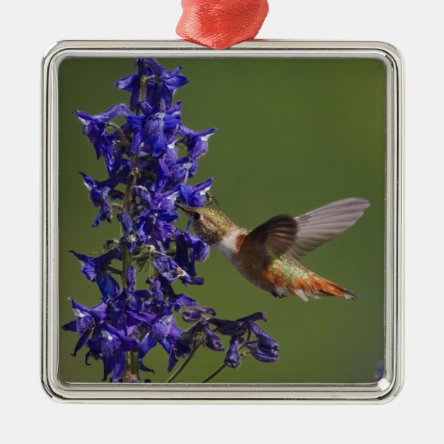 Rufous Hummingbird Ornament Aus Metall (Vorne)