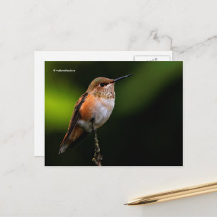 Rufous Hummingbird Perches auf Obstbaum Postkarte