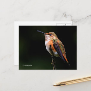 Rufous Hummingbird Perches auf Obstbaum Postkarte
