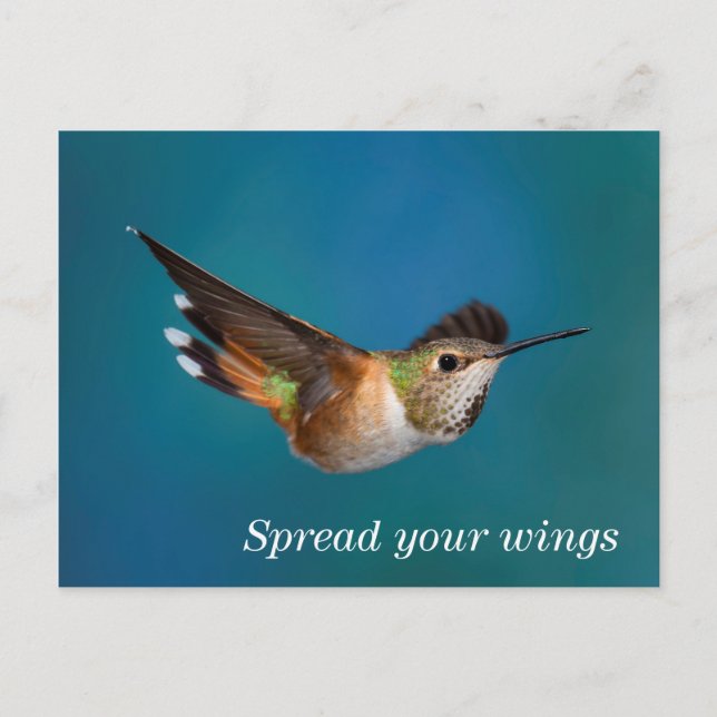 Rufous Hummingbird Postkarte (Vorderseite)
