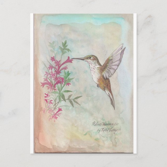 Rufous Hummingbird Postkarte (Vorderseite)