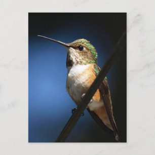 Rufous Hummingbird - Postkarten