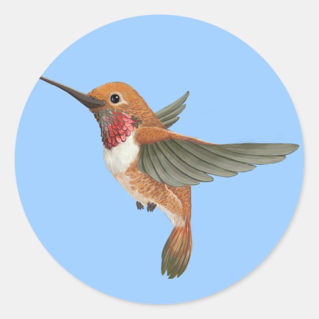 Rufous Hummingbird Runder Aufkleber (Vorderseite)