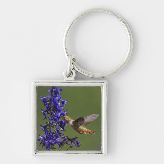 Rufous Hummingbird Schlüsselanhänger (Vorne)
