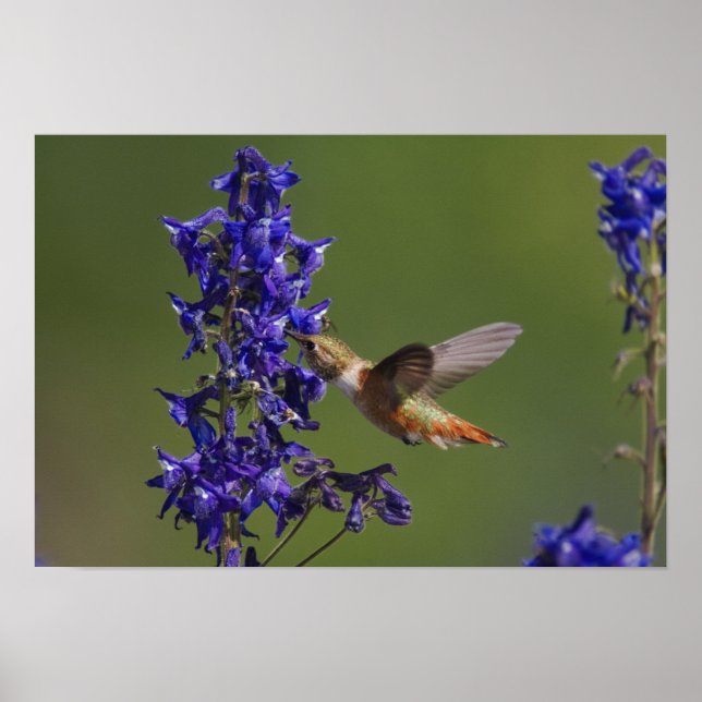 Rufous Hummingbird, Selasphorus rufus, weiblich Poster (Vorne)