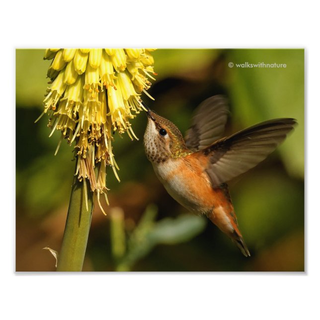 Rufous Hummingbird Sipping Kniphofia Nectar Fotodruck (Vorne)