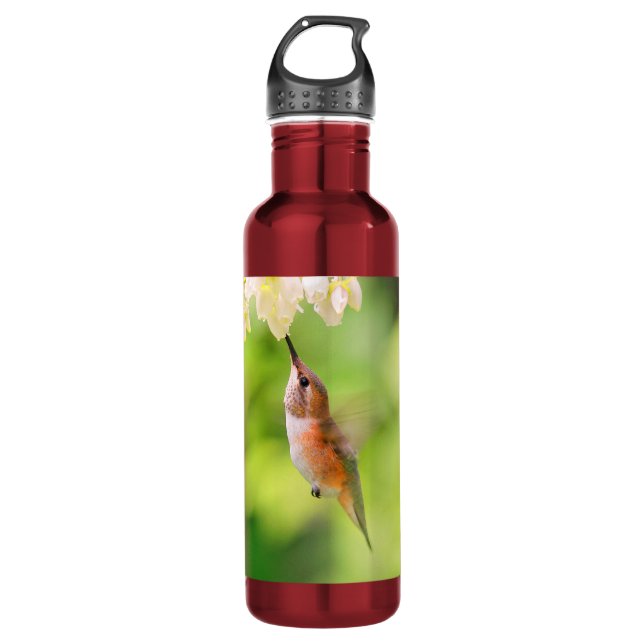 Rufous Hummingbird Sips Blueberry Blossom Nectar Edelstahlflasche (Vorderseite)