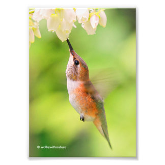 Rufous Hummingbird Sips Blueberry Blossom Nectar Fotodruck
