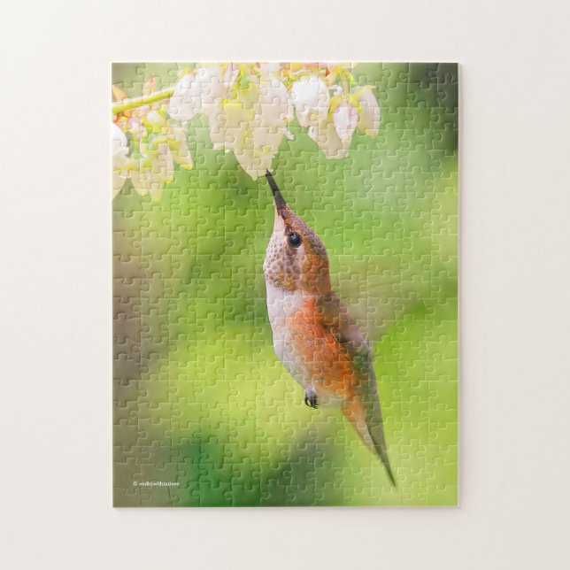 Rufous Hummingbird Sips Blueberry Blossom Nectar Puzzle (Vertikal)