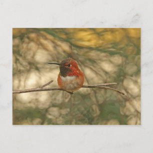 Rufous Hummingbird Sitting Postkarte