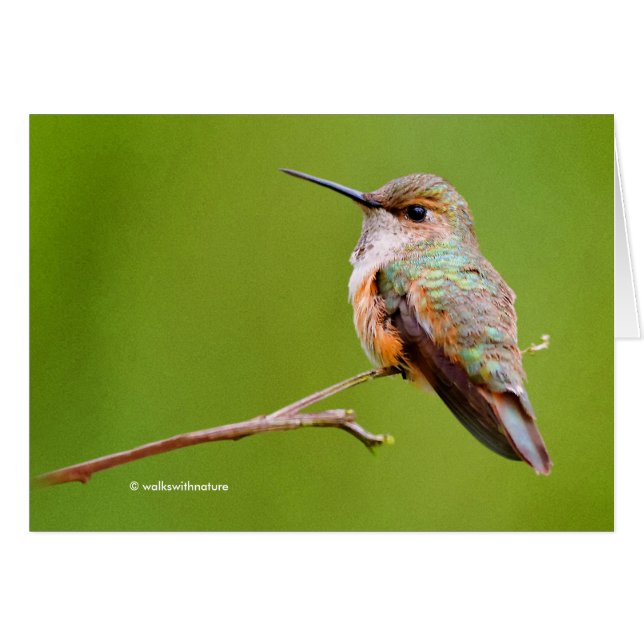 Rufous Hummingbird sitzt im kalifornischen Lilac (Vorderseite (Horizontal))