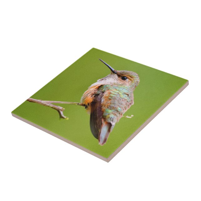 Rufous Hummingbird sitzt im kalifornischen Lilac Fliese (Seite)