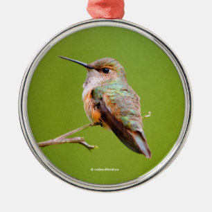 Rufous Hummingbird sitzt im kalifornischen Lilac Silbernes Ornament