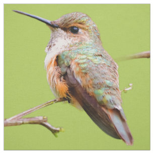 Rufous Hummingbird sitzt im kalifornischen Lilac Stoff