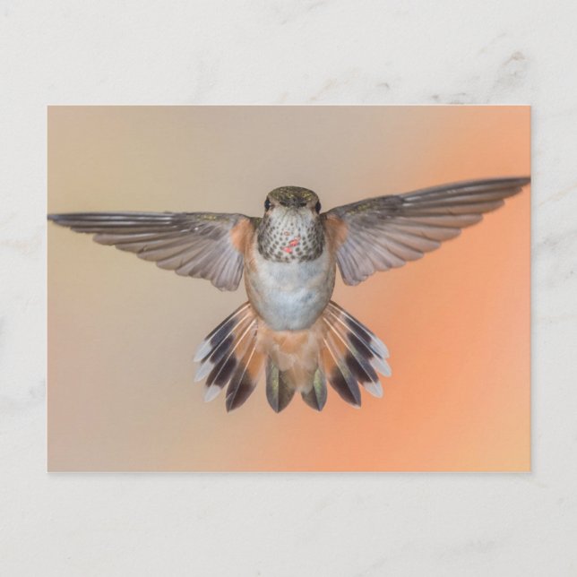 Rufous Hummingbird Wings Wide Open Postkarte (Vorderseite)