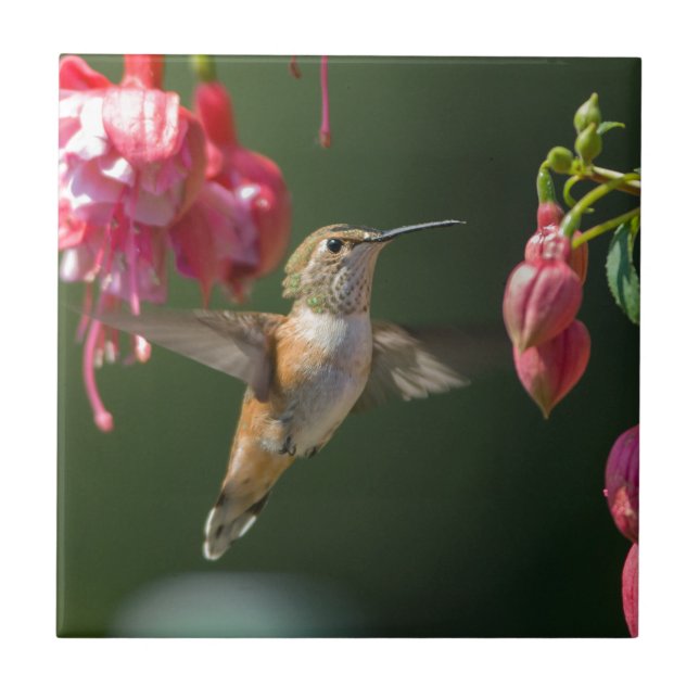 Rufous Kolibri, der auf einer Fuchsie füttert Fliese (Vorderseite)