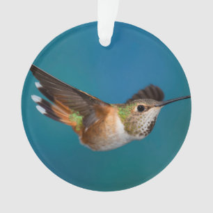 Rufous Kolibri Ornament