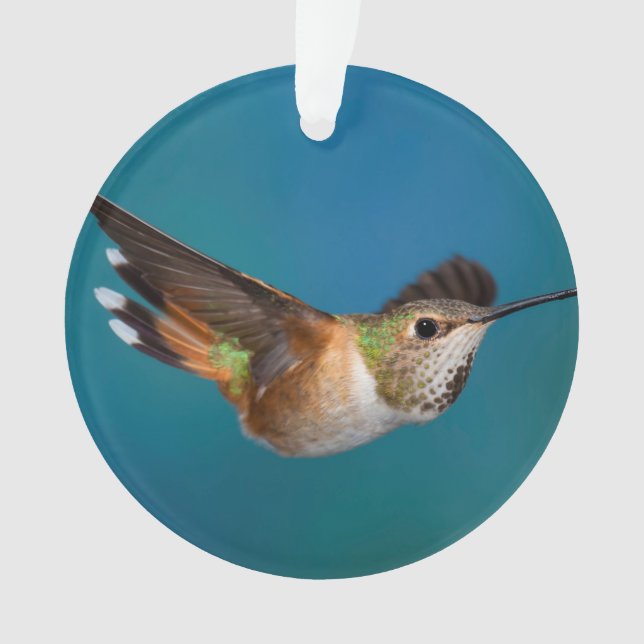Rufous Kolibri Ornament (Vorderseite)