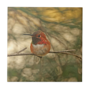 Rufous Kolibri-Sitzen Fliese