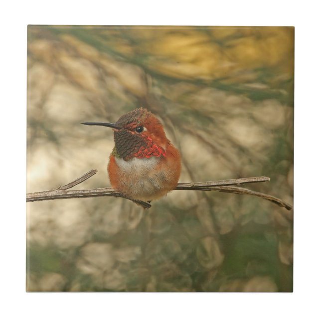 Rufous Kolibri-Sitzen Fliese (Vorderseite)