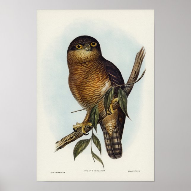 Rufous Owl von Elizabeth Gould Poster (Vorne)