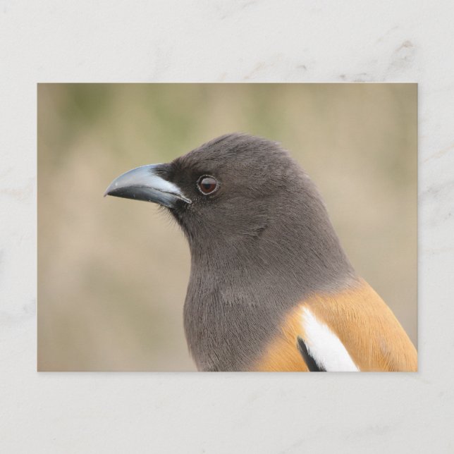 Rufous Treepie Postkarte (Vorderseite)