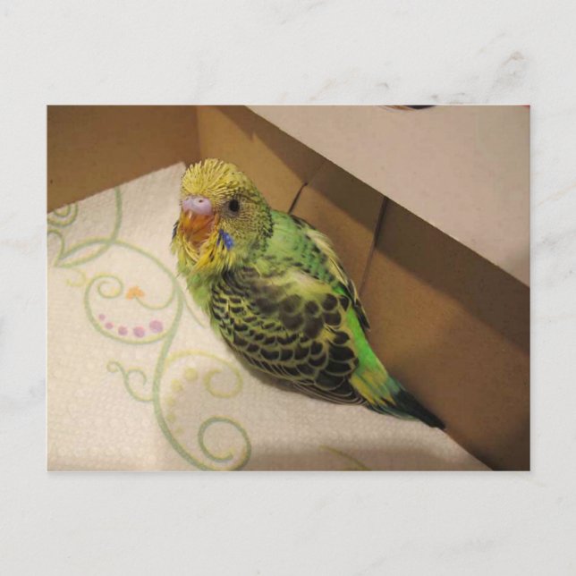 Rufus im Alter von 4 Wochen Postkarte (Vorderseite)