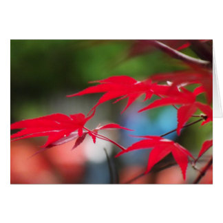 Ruhe aus den Blätter