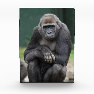 Ruhe und Stärke Gorilla Jungtier Fotoblock