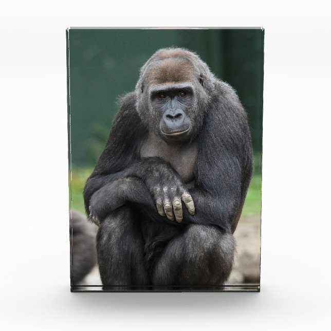 Ruhe und Stärke Gorilla Jungtier Fotoblock (Vorderseite)