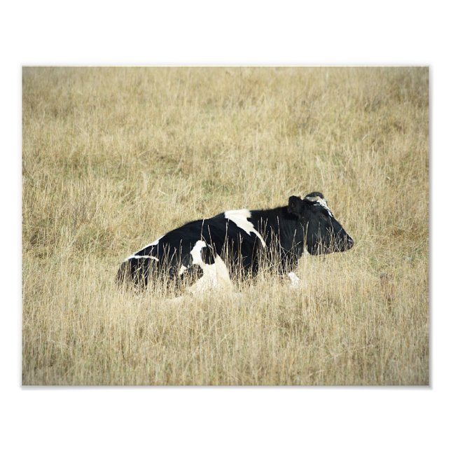 Ruhekuh - Foto (Vorne)