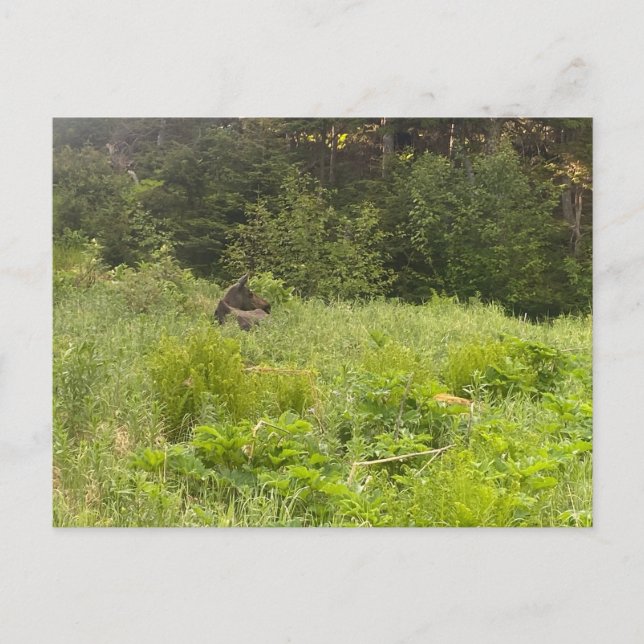 Ruhemodus Postkarte (Vorderseite)