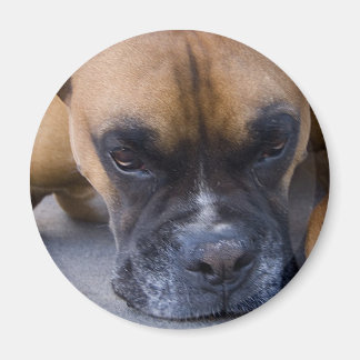 Ruhen des Boxer Dog Magnet