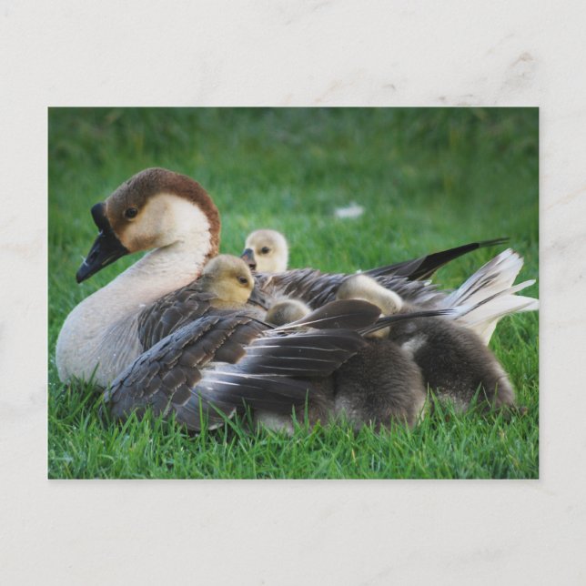 Ruhen Postkarte (Vorderseite)