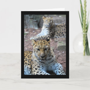 Ruhende Leoparden Karte