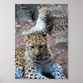 Ruhende Leoparden Poster
