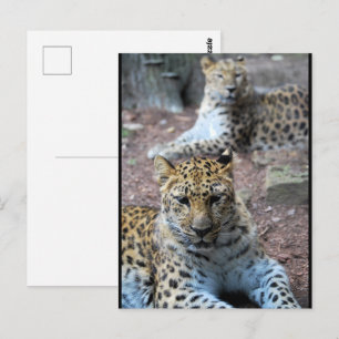 Ruhende Leoparden Postkarte