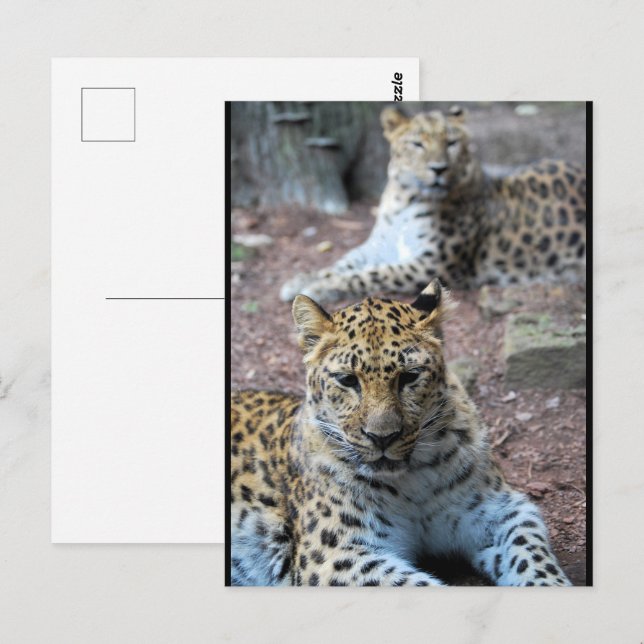 Ruhende Leoparden Postkarte (Vorne/Hinten)