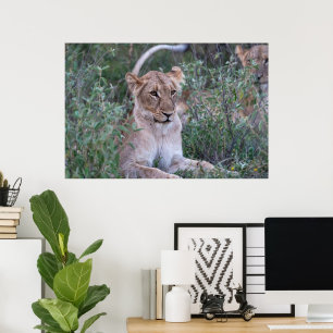 Ruhende Löwin auf afrikanischer Safari Poster